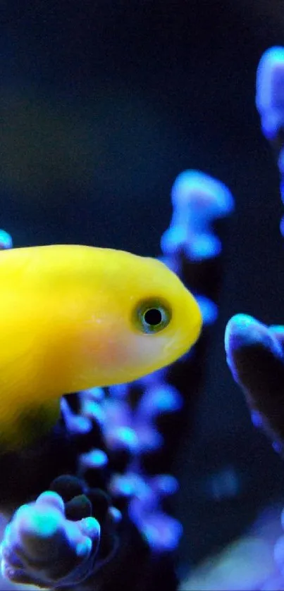 Yellow fish swimming among blue coral in vibrant ocean wallpaper.