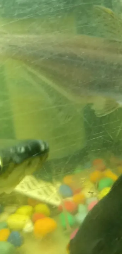 Colorful fish in an aquarium with vibrant stones and aquatic background.