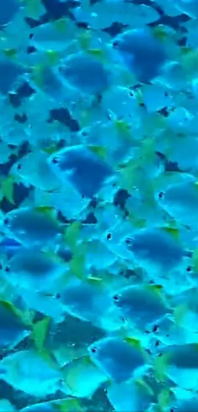 Blue fish swimming in a vibrant underwater scene.