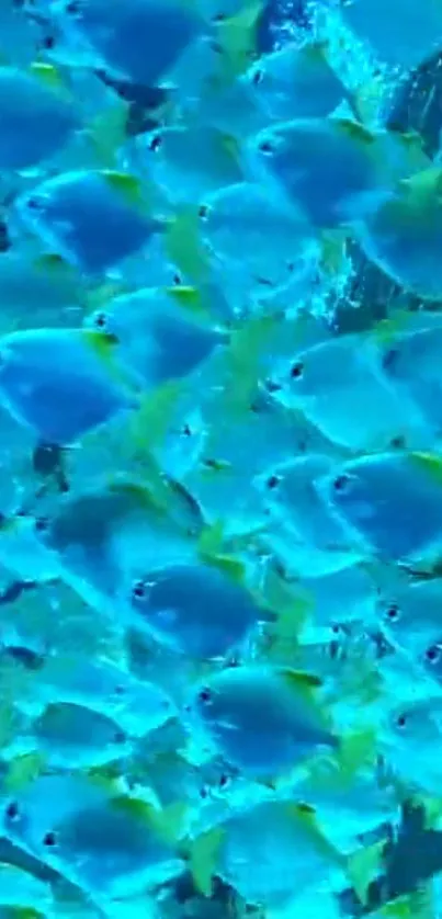 Blue and green fish swimming in a vibrant underwater scene.