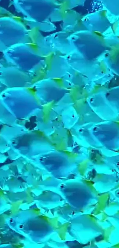 School of colorful fish swimming in azure blue waters.