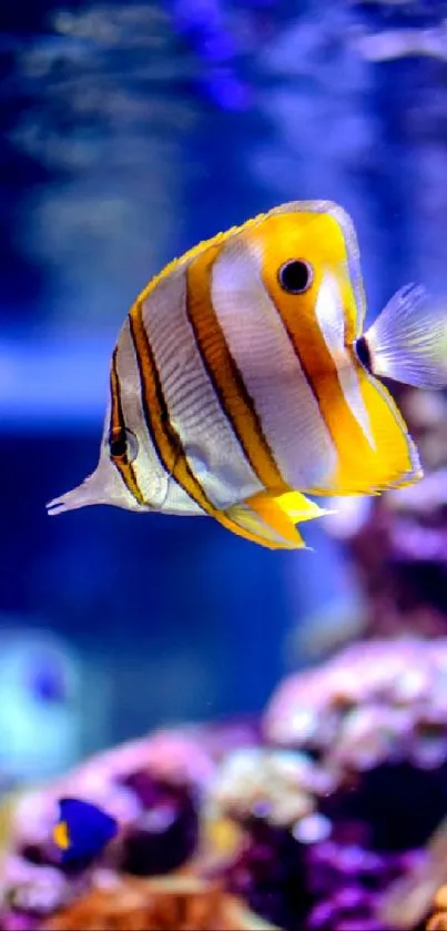 Colorful fish swimming in a vivid coral reef aquarium scene.