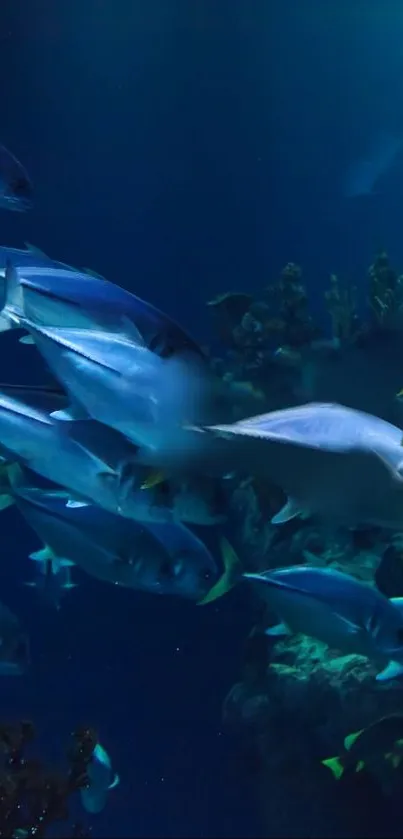 School of fish swimming in deep blue ocean water.