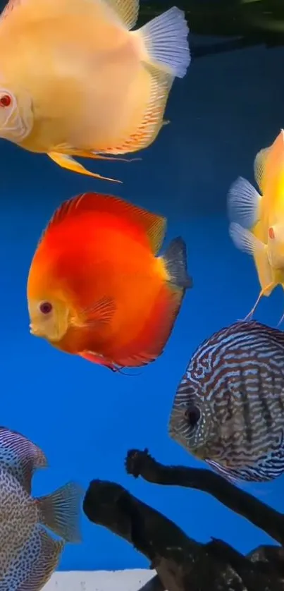Colorful fish swimming in vibrant underwater scene.