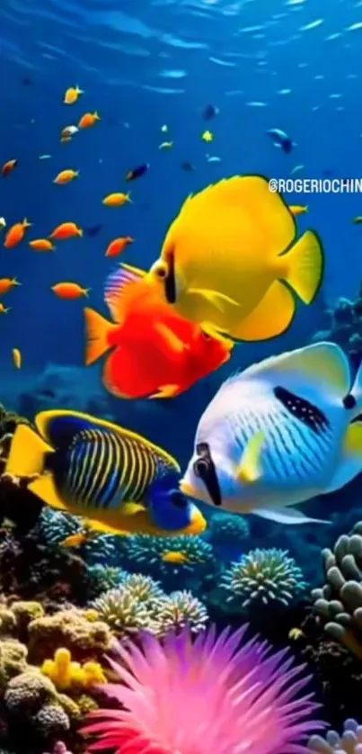 Colorful fish swimming in vibrant coral reef underwater.