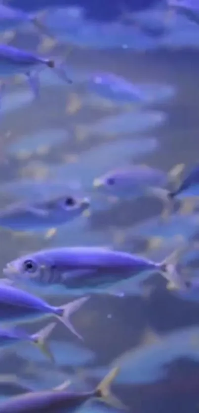 Underwater scene with blue and purple fish.