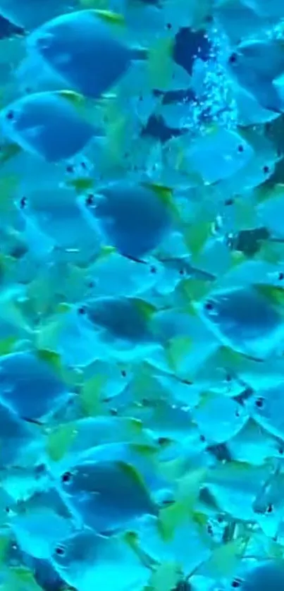 A vibrant underwater scene featuring numerous colorful fish.