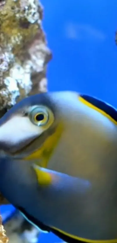 Close-up of a vibrant fish swimming near coral underwater.