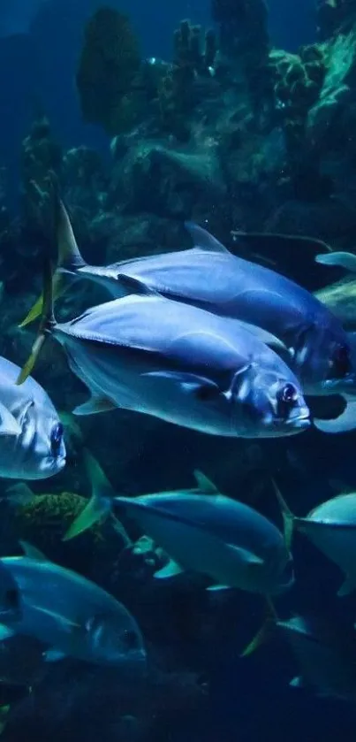 Vibrant underwater scene with silver and blue fish swimming among coral reefs.