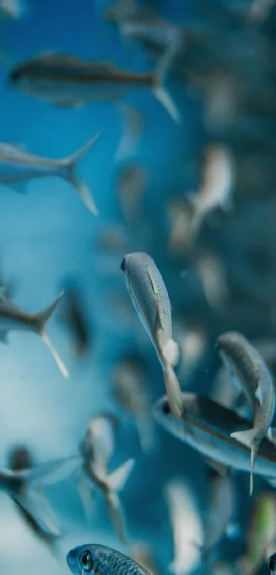 Underwater scene with a school of fish swimming in blue ocean.