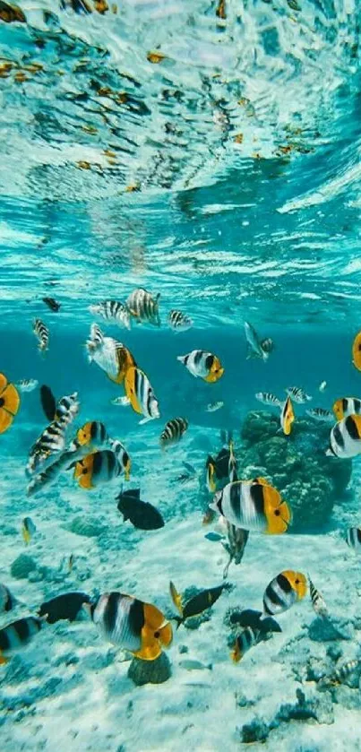 Vibrant fish swimming in clear blue ocean water.