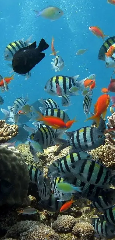 Colorful tropical fish swimming through coral reefs underwater.