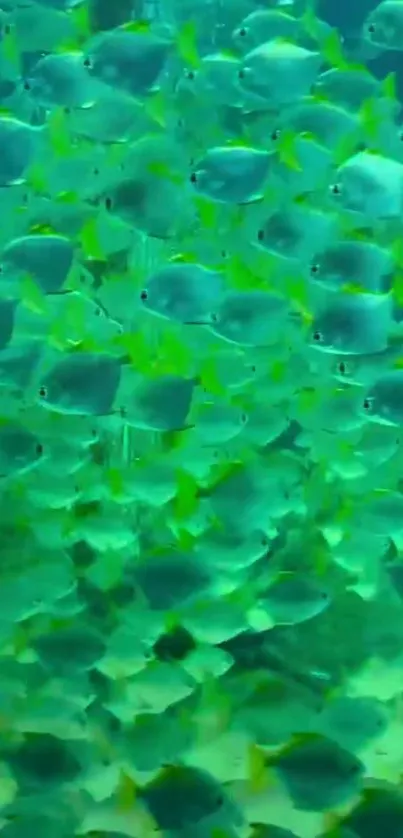 An underwater school of vibrant teal fish swimming gracefully.