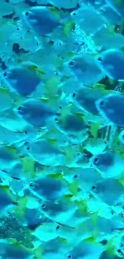 School of fish swimming in vibrant aqua waters.