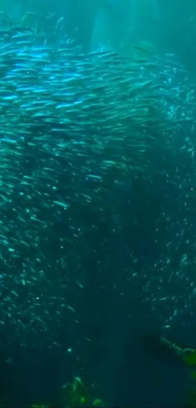 Swirling fish create a vibrant scene underwater.