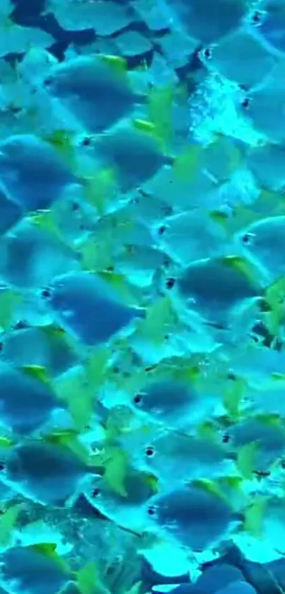 Swarm of colorful fish underwater.