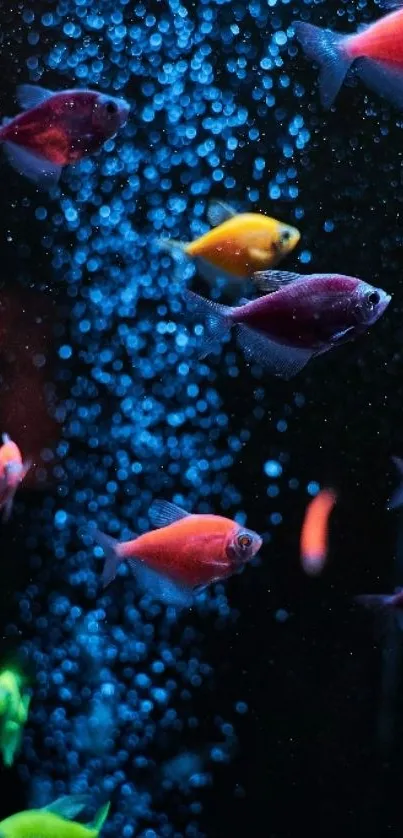 Colorful fish swim amidst bubbles in underwater wallpaper.