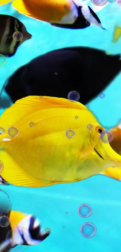 Vibrant yellow and black tropical fish underwater with bubbles.