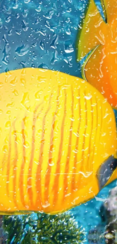 Yellow fish with water droplets on glass in a vibrant underwater scene.