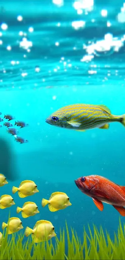 Underwater scene with colorful fish and turquoise ocean background.