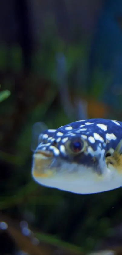 Vibrant blue fish swims in a lush underwater scene.