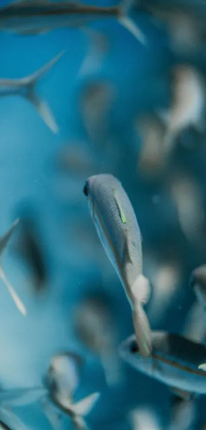 Underwater scene with fish swimming.