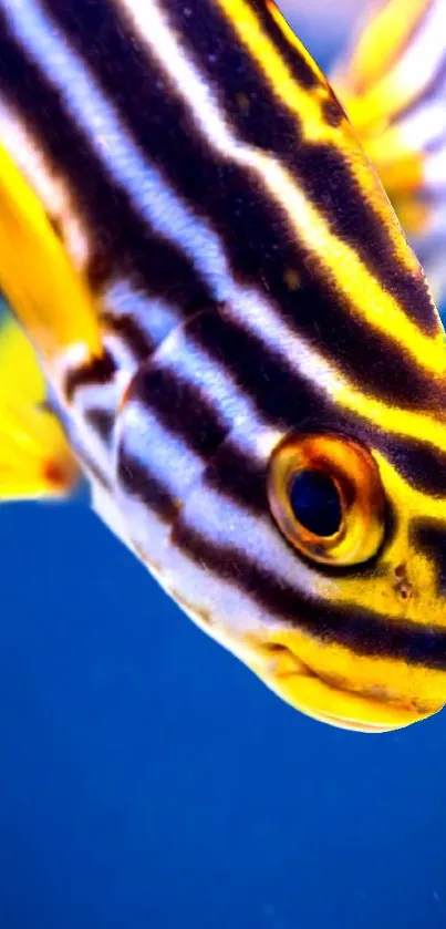 Close-up of a vibrant striped fish in deep blue water.