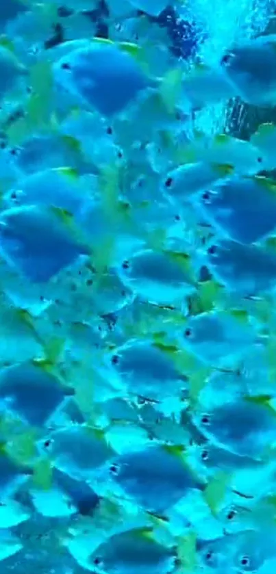 Underwater scene with a school of vibrant blue fish swimming.