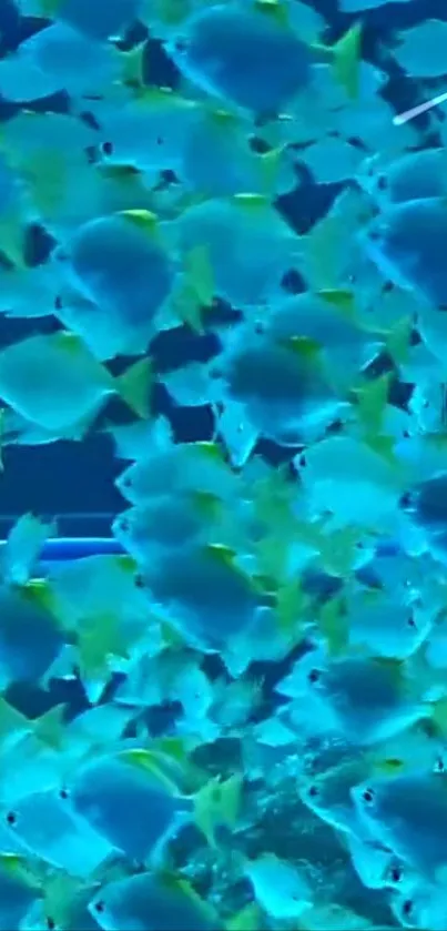 School of vibrant blue fish swimming underwater.