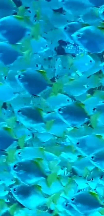 Vibrant underwater scene with blue and yellow fish in a dynamic school formation.