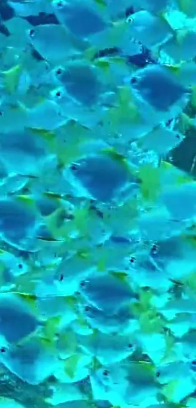 Vibrant blue and yellow fish swimming underwater.