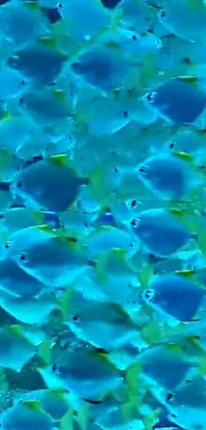 Blue and yellow school of fish underwater wallpaper.