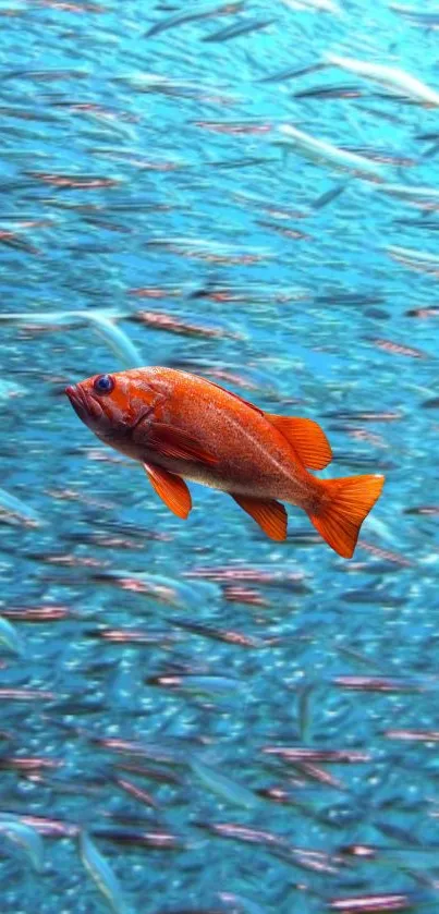 Orange fish amidst blue aquatic background, perfect for ocean-themed wallpaper.