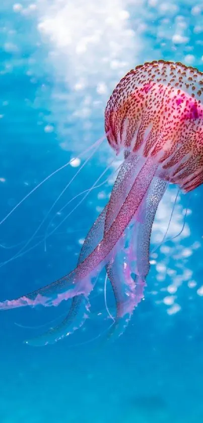 Jellyfish gliding through vibrant blue waters with a captivating display of colors.