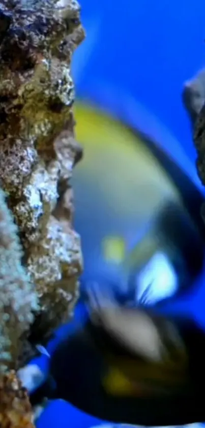 Vibrant underwater life with coral and fish.