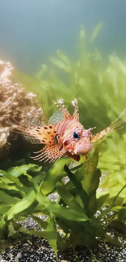 Beautiful lionfish in a lush underwater setting with seaweed background.