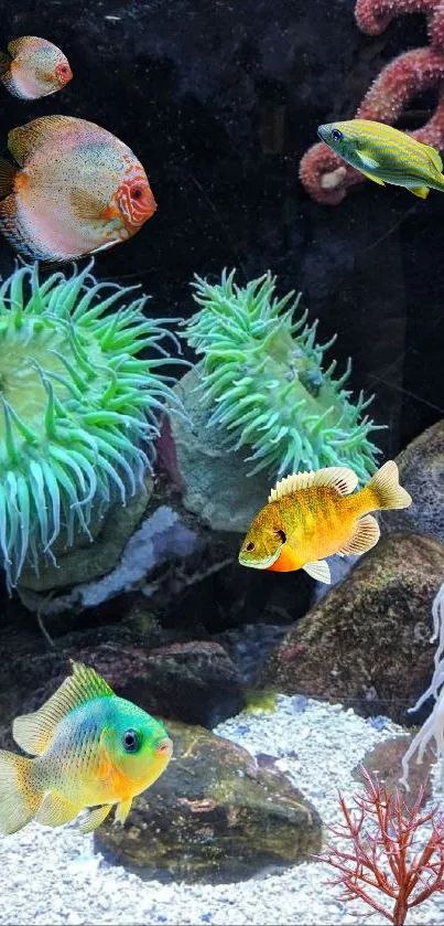 Colorful aquarium with vibrant corals and marine life.