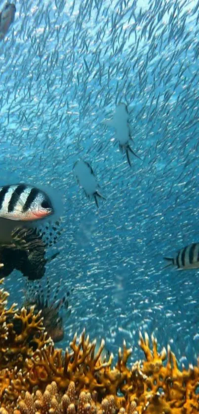 Vibrant underwater scene with fish and coral reefs.