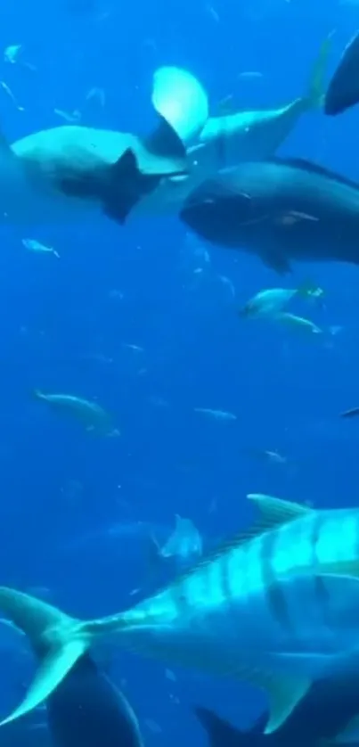 Vibrant underwater scene with colorful fish swimming in blue ocean.