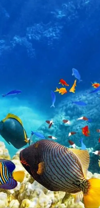 Colorful tropical fish swimming in a vibrant coral reef underwater.