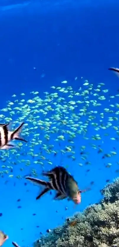 Vibrant school of fish swimming in a blue ocean background.