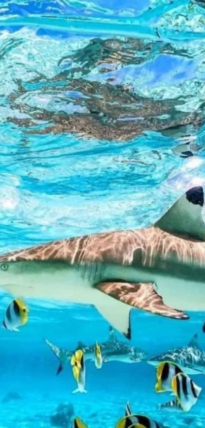 Shark swimming with vibrant fish in turquoise ocean waters.