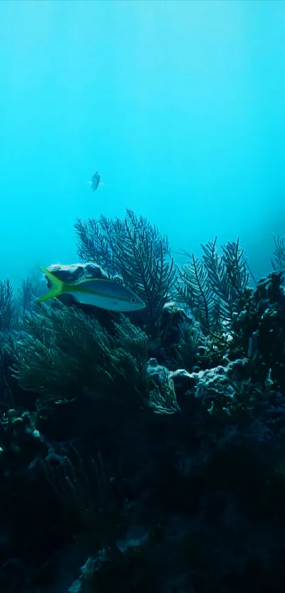 Vibrant underwater ocean wallpaper with coral and marine life.