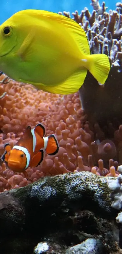 Vibrant underwater scene with colorful fish and corals.