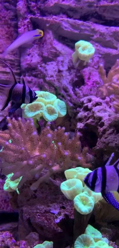 Colorful reef fish swimming in a vivid coral environment.