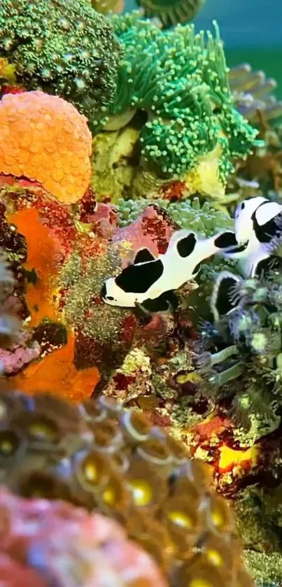 Vibrant underwater reef scene with diverse marine life.