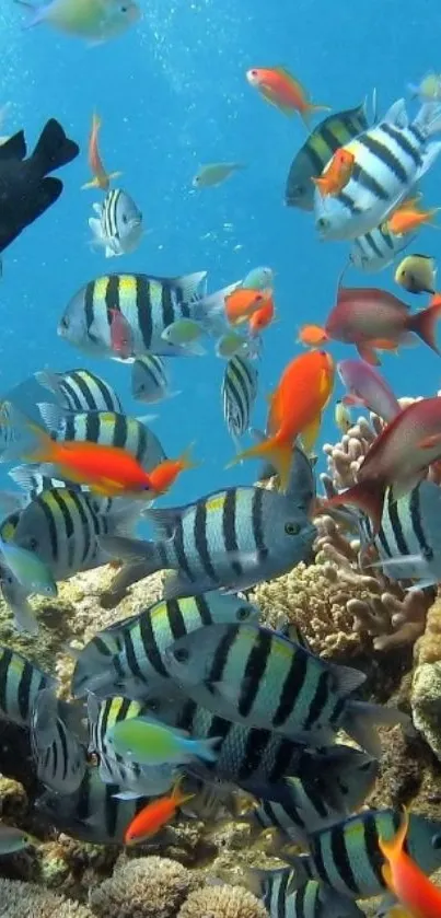 Colorful reef fish swimming in vibrant blue water.