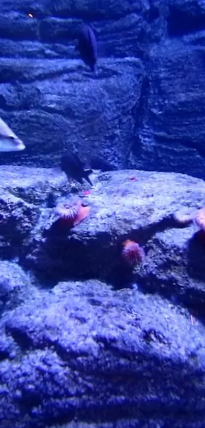 Underwater reef scene with fish and corals in vivid blue hues.