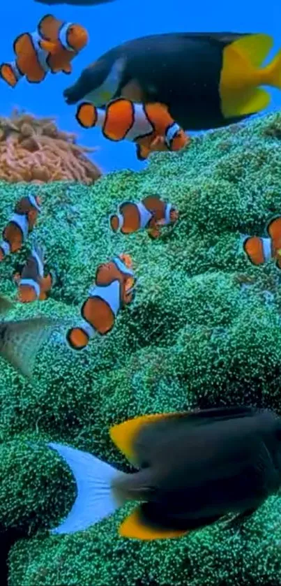 Vibrant underwater scene with clownfish and coral reef.