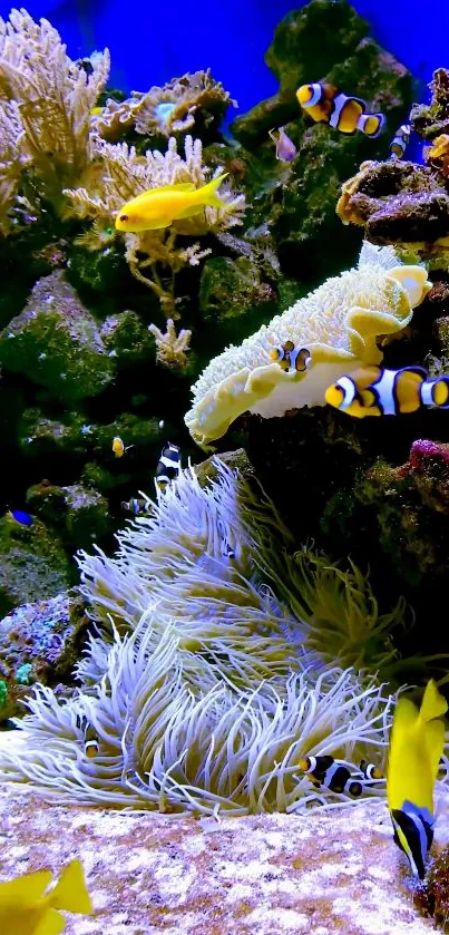 Underwater scene with colorful fish and corals on a mobile wallpaper.